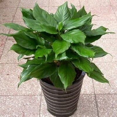 万年青盆栽 万年青盆栽价钱 万年青盆栽哪家好 517鲜花