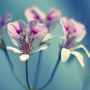 最能代表女神的花 女神之花是什么 517鲜花