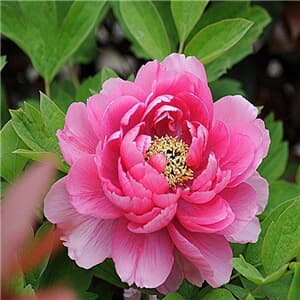 最能代表女神的花 女神之花是什么 517鲜花