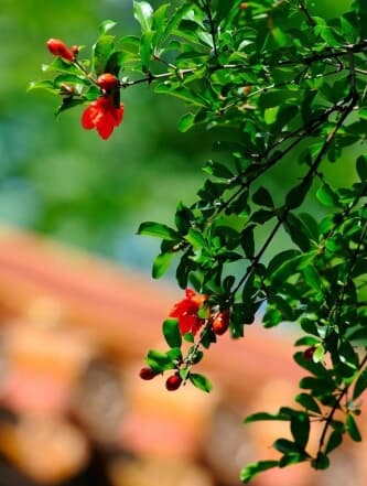 石榴花 石榴花的室内养殖 517鲜花