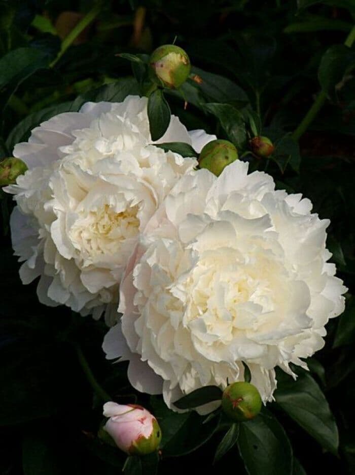 牡丹花 牡丹花的养殖方法 517鲜花