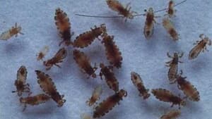 生活小窍门 用醋能让虱子卵脱落吗 517鲜花