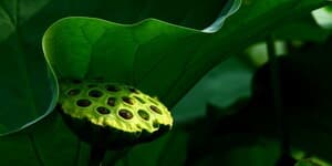 生活小窍门 怎么剥莲子 517鲜花