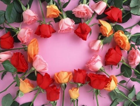 玫瑰花的正确选择方式 玫瑰花适合送给哪些人 517鲜花