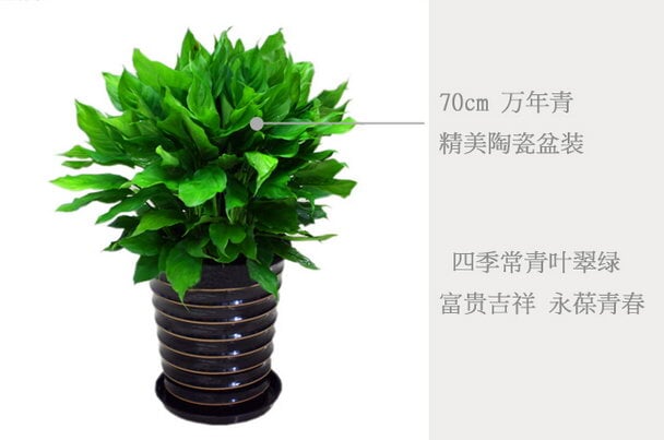 高约70cm万年青 高约70cm万年青价钱 高约70cm万年青哪家好