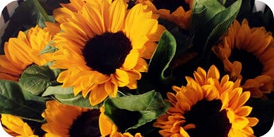 9支向日葵花束 9支向日葵花束价钱 9支向日葵花束哪家好 517鲜花